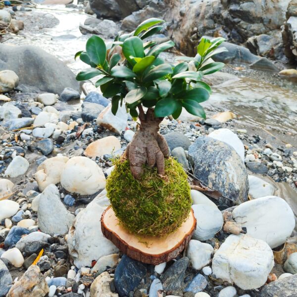 Kokedama Ficus Bonsaï - Imagen 2