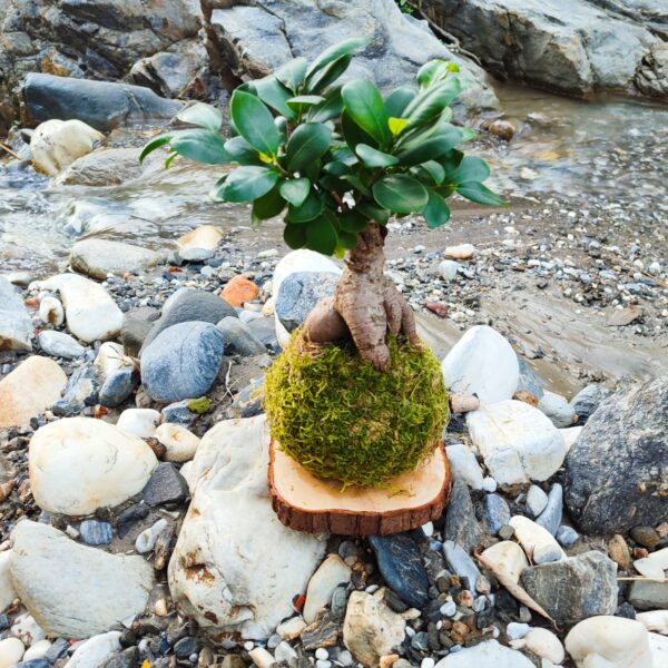 Kokedama Ficus Bonsaï