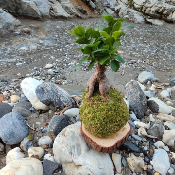Kokedama Ficus Bonsaï - Imagen 4