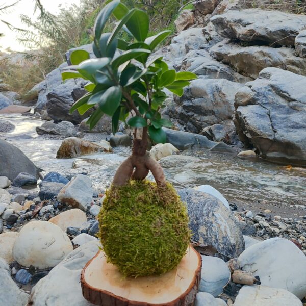 Kokedama Ficus Bonsaï - Imagen 3