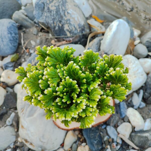 Kokedama Helecho - Imagen 4
