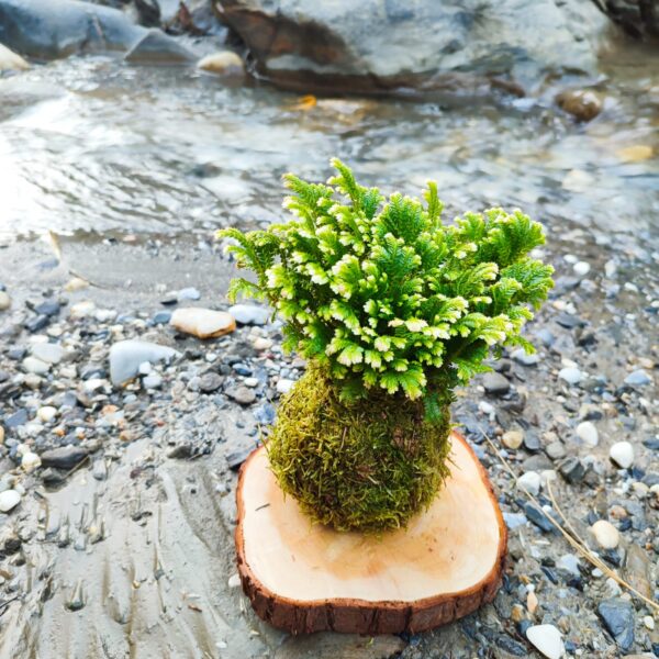Kokedama Helecho - Imagen 3