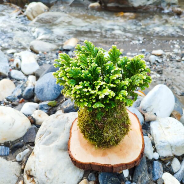 Kokedama Helecho