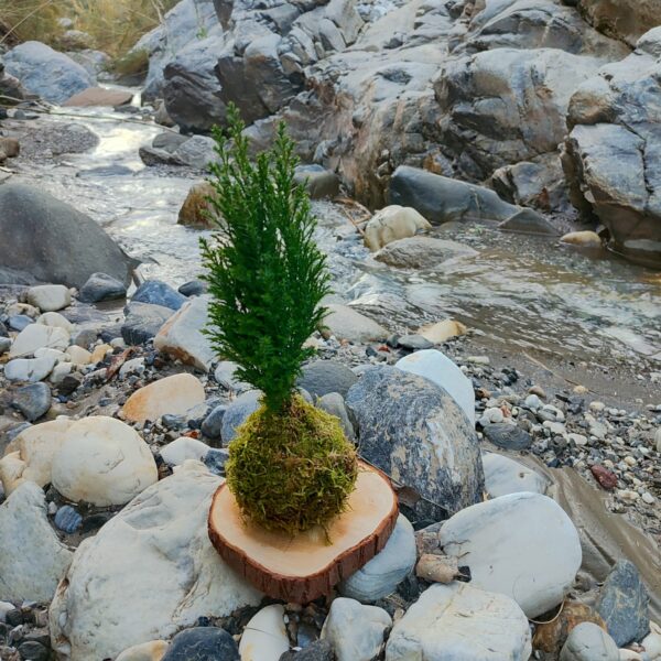 Kokedama Pino - Imagen 2