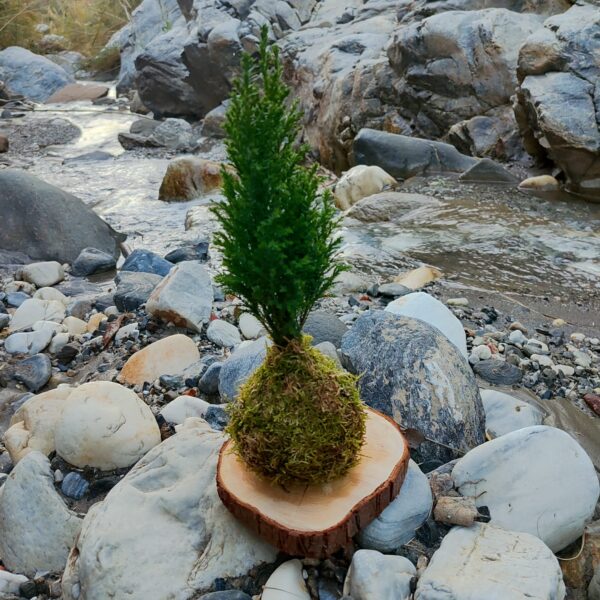Kokedama Pino
