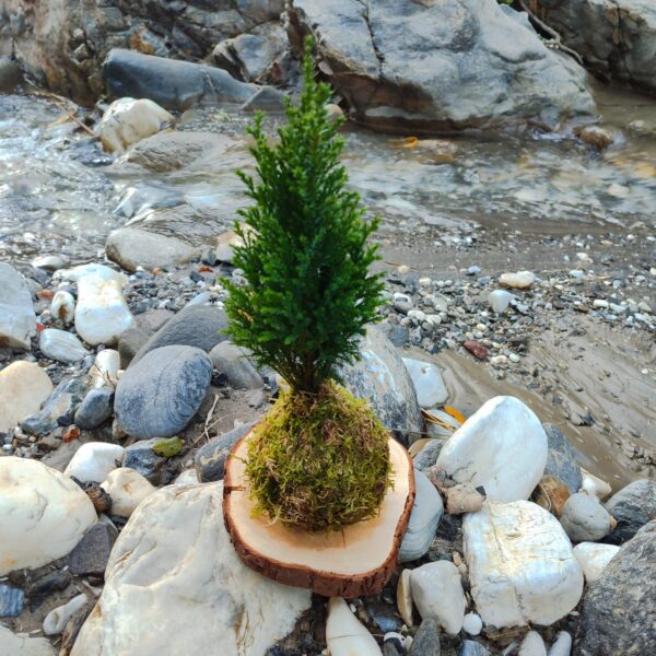 Kokedama Pino - Imagen 4