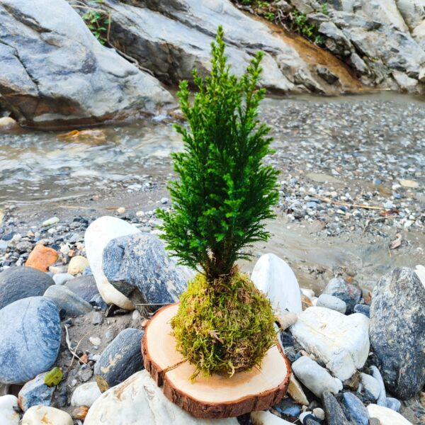 Kokedama Pino - Imagen 3